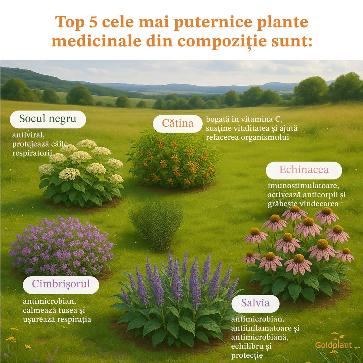 Cura Imunogold pentru Copii + 1 Ceai GRATIS – 36 de zile de imunitate naturală (3 Siropuri Imunogold)